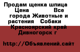 Продам щенка шпица.  › Цена ­ 15 000 - Все города Животные и растения » Собаки   . Красноярский край,Дивногорск г.